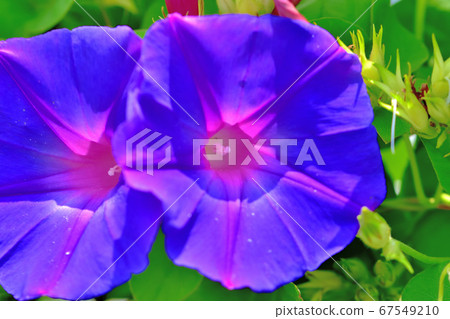 綠色窗簾原野牽牛花海洋藍色 綠色窗簾原野牽牛花海洋藍色 67549210