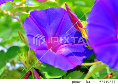 綠色窗簾原野牽牛花海洋藍色 67549211