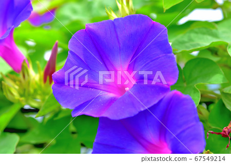 綠色窗簾原野牽牛花海洋藍色 綠色窗簾原野牽牛花海洋藍色 67549214
