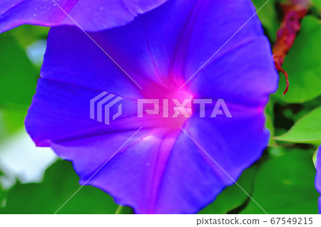 綠色窗簾原野牽牛花海洋藍色 綠色窗簾原野牽牛花海洋藍色 67549215