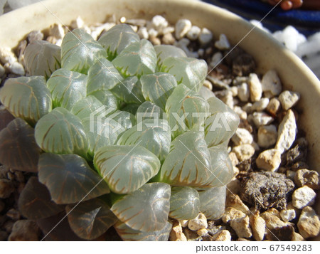 圖薩的肉質植物豪西亞 67549283