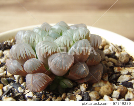 圖薩的肉質植物豪西亞 67549289