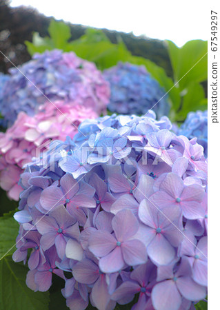hydrangea hydrangea 67549297