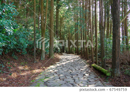 Cobbled stones of the Hakone Old Road 67549759