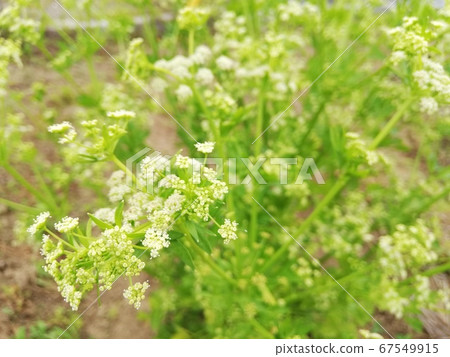 Celery Flower 67549915