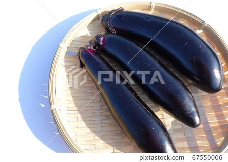 Eggplant eggplant eggplant 67550006