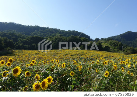 Sunflower in the sky 67550029