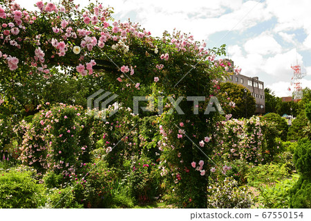 Hill Park where Yokohama · Harbor can be seen Hill Park where Yokohama · Harbor can be seen 67550154