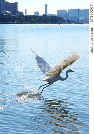 Odaiba Great Egret Odaiba Great Egret 67550207
