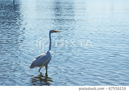 Daisuke Daisuke 67550210