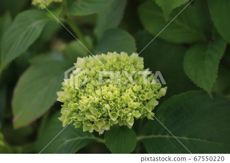 Hydrangea buds 67550220