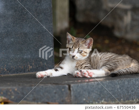 野雞小貓坐在石頭上 67550436