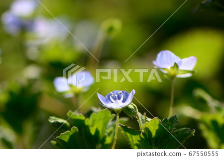 Close-up of wild flowers shining in the spring sunshine 67550555