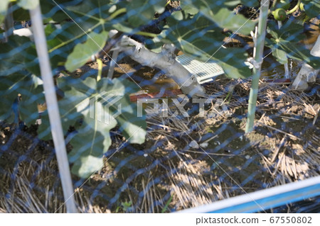 塗有殺蟲劑的無花果田 67550802