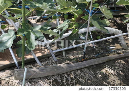 Insecticide-coated fig field 67550803