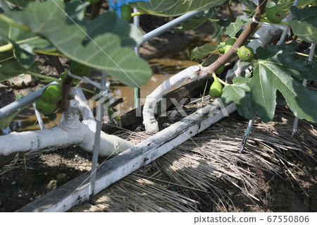 Insecticide-coated fig field 67550806