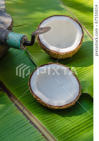 Coconut Grater and Fresh Organic Coconut on Green Banana Leaf for Asian Cooking. Coconut Grater and Fresh Organic Coconut on Green Banana Leaf for Asian Cooking. 67550814