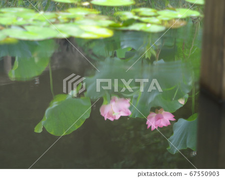 Lotus flower reflected on the water surface (with ripples) Lotus flower reflected on the water surface (with ripples) 67550903