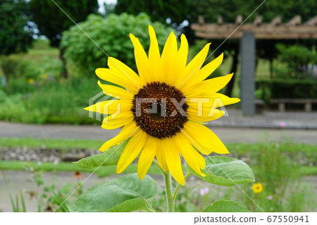 Sunflower 1 Sunflower 1 67550941