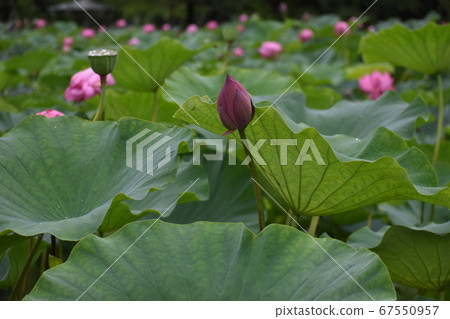 Lotus flower and bud, lotus leaf and fruit. ① 67550957