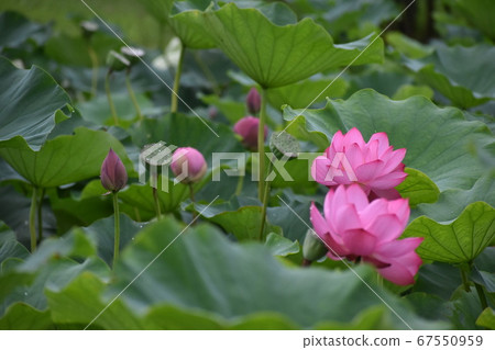 Lotus leaf with water drops, lotus flower and lotus seeds. 3 Lotus leaf with water drops, lotus flower and lotus seeds. 3 67550959