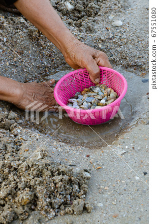 Fresh Wedge Shell (or scientific name is Donax Vittatus) from Digging in Plastic Basket for Seafood Cooking. 67551080