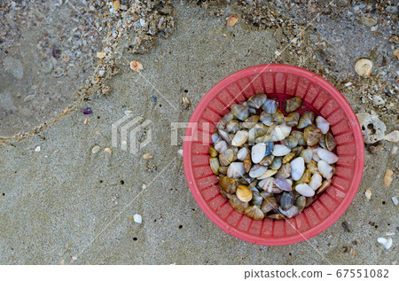 Fresh Wedge Shell (or scientific name is Donax Vittatus) from Digging in Plastic Basket for Seafood Cooking. Fresh Wedge Shell (or scientific name is Donax Vittatus) from Digging in Plastic Basket for Seafood Cooking. 67551082
