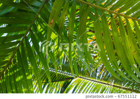 Green Leaf of Betel Palm of Betel Nut (or Areca Catechu is botanical name) for Natural Background. 67551112