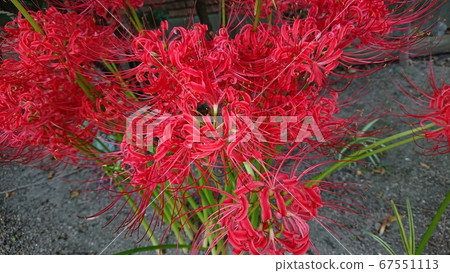 多彩大理石木材 多彩大理石木材 67551113