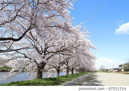 佐倉市在Has玉縣蓮田市沿元原河的河邊開花盛開。 67551114
