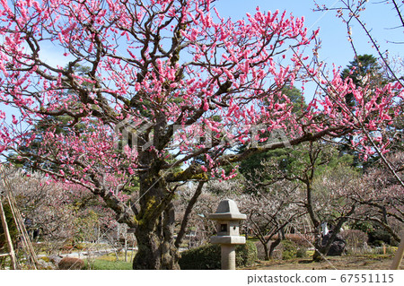 兼六梅梅諾 兼六梅梅諾 67551115