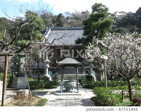 Fujisawa City's Joroji Temple (main hall, approach road) where weeping plums bloom Fujisawa City's Joroji Temple (main hall, approach road) where weeping plums bloom 67551448