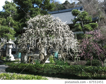 垂枝李盛開的藤澤城寺 垂枝李盛開的藤澤城寺 67551451