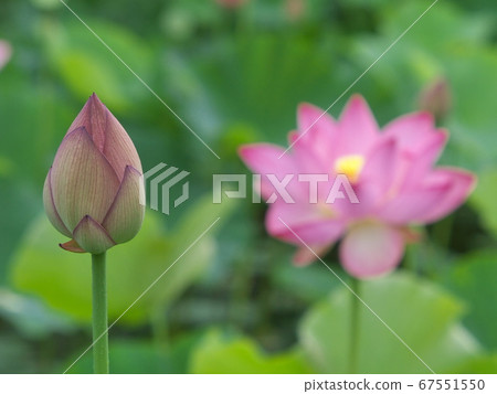 男鹿蓮花芽(背景上的花) 男鹿蓮花芽(背景上的花) 67551550
