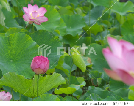 大賀蓮花盛開(遠景) 大賀蓮花盛開(遠景) 67551624