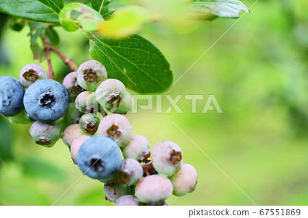 藍莓 67551869