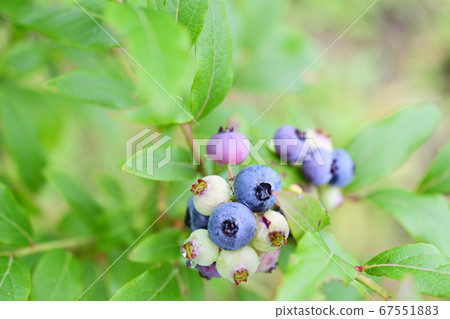 blueberry blueberry 67551883