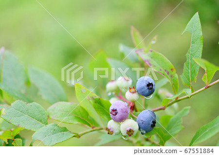 blueberry blueberry 67551884