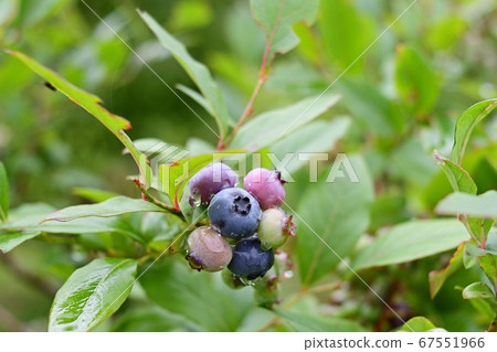 藍莓 藍莓 67551966
