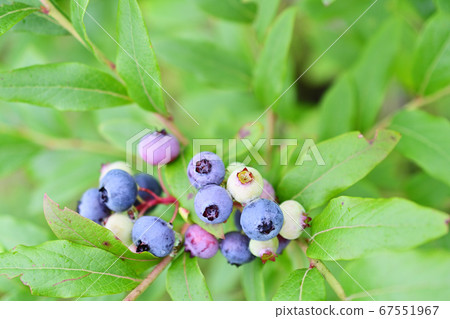 藍莓 67551967
