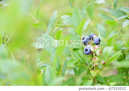 藍莓 67552012