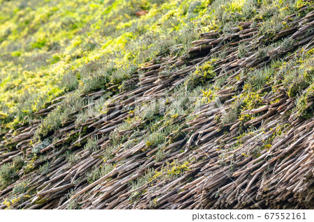 Thick roof and moss 67552161
