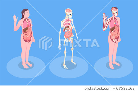 Human Organs Isometric Illustration 67552162