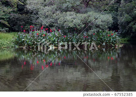 Jade flying around Hakkei Mizutani Mizube Park where lotus flowers bloom Jade flying around Hakkei Mizutani Mizube Park where lotus flowers bloom 67552385