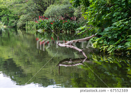 Jade flying around Hakkei Mizutani Mizube Park where lotus flowers bloom 67552389