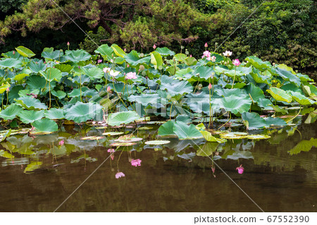 Jade flying around Hakkei Mizutani Mizube Park where lotus flowers bloom 67552390