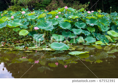 玉蓮盛開的八景水穀水穀公園飛舞 玉蓮盛開的八景水穀水穀公園飛舞 67552391