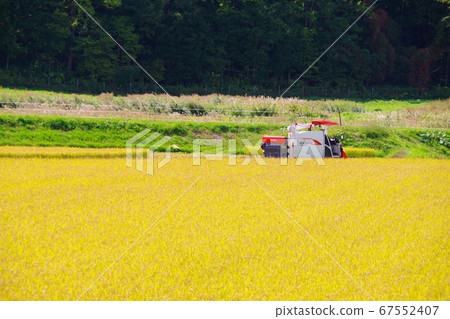 Combine with golden shining rice Combine with golden shining rice 67552407