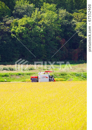 Combine with golden shining rice Combine with golden shining rice 67552408