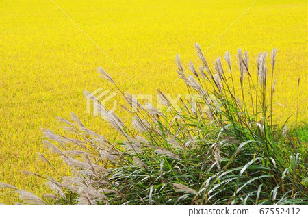 Inaho and Susuki that shine golden 67552412